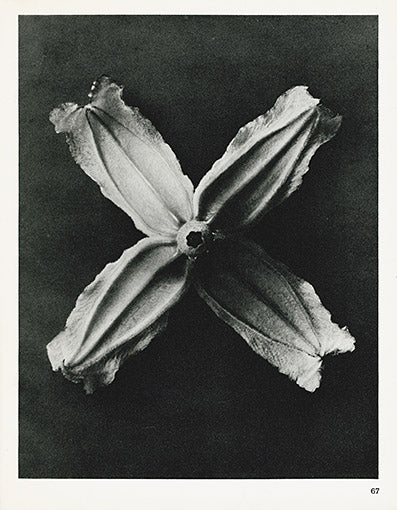 Karl Blossfeldt Original Clematis Integrifolia