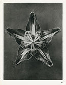 Karl Blossfeldt Original Clematis Integrifolia Print - Panteek Antique Prints