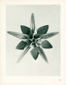 Karl Blossfeldt Original Cobaea Scandens - Panteek Antique Prints