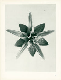 Karl Blossfeldt Original Cobaea Scandens - Panteek Antique Prints