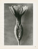 Karl Blossfeldt Original Common Cowslip - Panteek Antique Prints