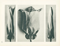 Karl Blossfeldt Original Convolvulus Septum - Panteek Antique Prints