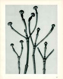 Karl Blossfeldt Original Cornus Flo. - Panteek Antique Prints