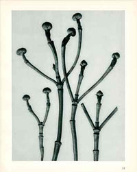 Karl Blossfeldt Original Cornus Flo. - Panteek Antique Prints