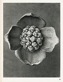 Karl Blossfeldt Original Cornus Florida - Panteek Antique Prints