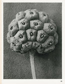 Karl Blossfeldt Original Cornus Kousa - Panteek Antique Prints