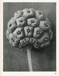Karl Blossfeldt Original Cornus Kousa - Panteek Antique Prints