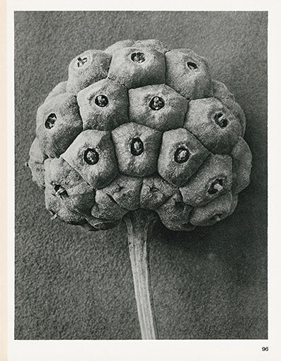 Karl Blossfeldt Original Cornus Kousa