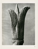 Karl Blossfeldt Original Cornus Pubescens - Panteek Antique Prints