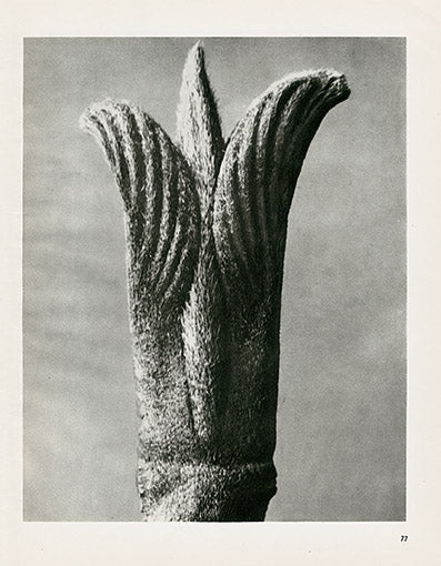 Karl Blossfeldt Original Cornus Pubescens