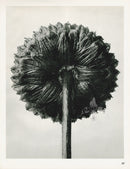 Karl Blossfeldt Original Cotula Coronopifolia - Panteek Antique Prints