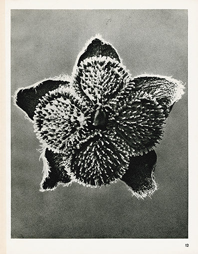 Karl Blossfeldt Original Cynoglossum Officinale