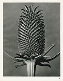 Karl Blossfeldt Original Dipsacus Fullonum - Panteek Antique Prints