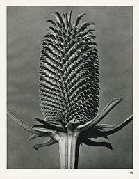 Karl Blossfeldt Original Dipsacus Fullonum - Panteek Antique Prints