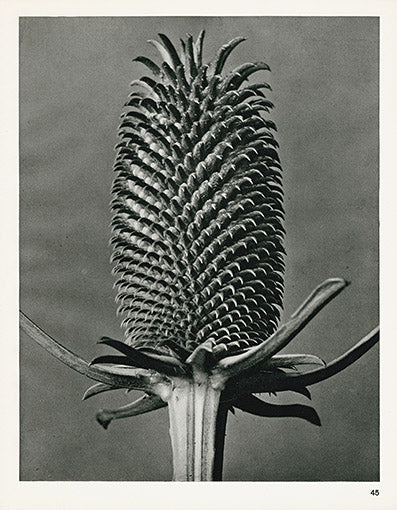 Karl Blossfeldt Original Dipsacus Fullonum