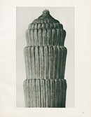 Karl Blossfeldt Original Equisetum Hiemal - Panteek Antique Prints