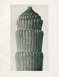 Karl Blossfeldt Original Equisetum Hiemal - Panteek Antique Prints