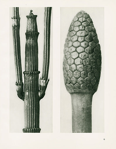 Karl Blossfeldt Original Equisetum Hiemale