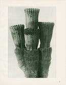 Karl Blossfeldt Original Equisetum Hyemale - Panteek Antique Prints