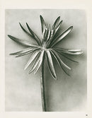 Karl Blossfeldt Original Eranthis Hiemalis - Panteek Antique Prints