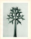 Karl Blossfeldt Original Erygium Bourgatti - Panteek Antique Prints