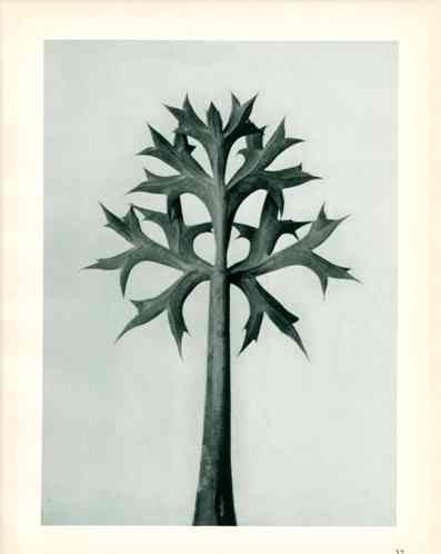 Karl Blossfeldt Original Erygium Bourgatti