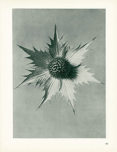 Karl Blossfeldt Original Eryngium Giganteum