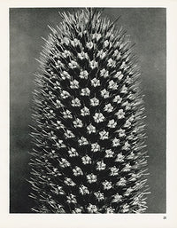 Karl Blossfeldt Original Eryngo - Panteek Antique Prints
