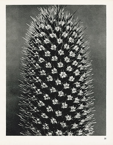 Karl Blossfeldt Original Eryngo