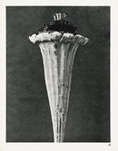 Karl Blossfeldt Original Funnel Weed - Panteek Antique Prints