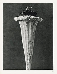 Karl Blossfeldt Original Funnel Weed - Panteek Antique Prints