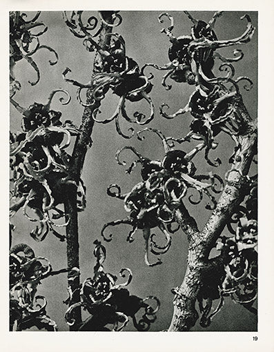 Karl Blossfeldt Original Hamamelis Japonica