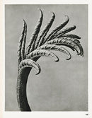 Karl Blossfeldt Original Hordeum Distichon - Panteek Antique Prints