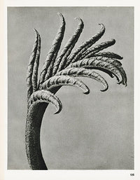 Karl Blossfeldt Original Hordeum Distichon - Panteek Antique Prints
