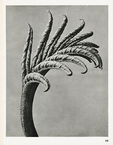 Karl Blossfeldt Original Hordeum Distichon