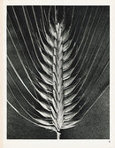 Karl Blossfeldt Original Hordeum Distichum - Panteek Antique Prints