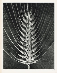 Karl Blossfeldt Original Hordeum Distichum - Panteek Antique Prints