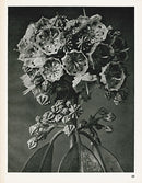 Karl Blossfeldt Original Kalmia Augustifolia - Panteek Antique Prints