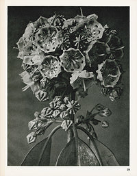 Karl Blossfeldt Original Kalmia Augustifolia - Panteek Antique Prints
