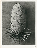 Karl Blossfeldt Original Larix Dicidua - Panteek Antique Prints