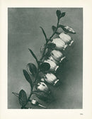 Karl Blossfeldt Original Lyonia Caliculata - Panteek Antique Prints