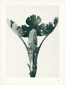 Karl Blossfeldt Original Macleya Cordata - Panteek Antique Prints