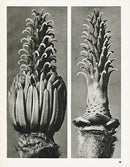 Karl Blossfeldt Original Magnolia Denudata - Panteek Antique Prints