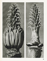 Karl Blossfeldt Original Magnolia Denudata - Panteek Antique Prints