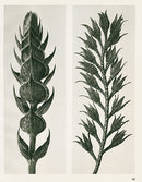 Karl Blossfeldt Original Meadow Sage - Panteek Antique Prints