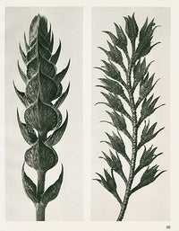 Karl Blossfeldt Original Meadow Sage - Panteek Antique Prints