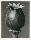 Karl Blossfeldt Original Melandryum Noctiflorum - Panteek Antique Prints