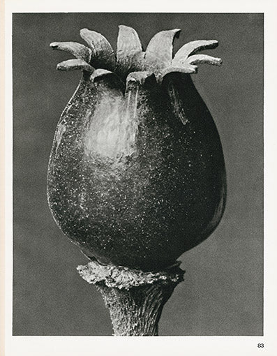 Karl Blossfeldt Original Melandryum Noctiflorum