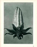 Karl Blossfeldt Original Michauxia - Panteek Antique Prints