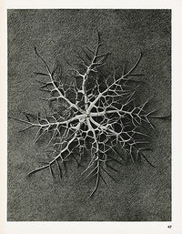 Karl Blossfeldt Original Nigella Damascena - Panteek Antique Prints